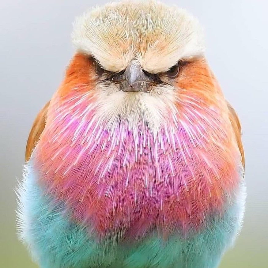 IN STOCK Me As A Bird - Hand Dyed Yarn